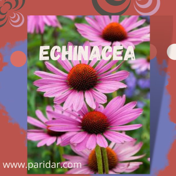 Echinacea