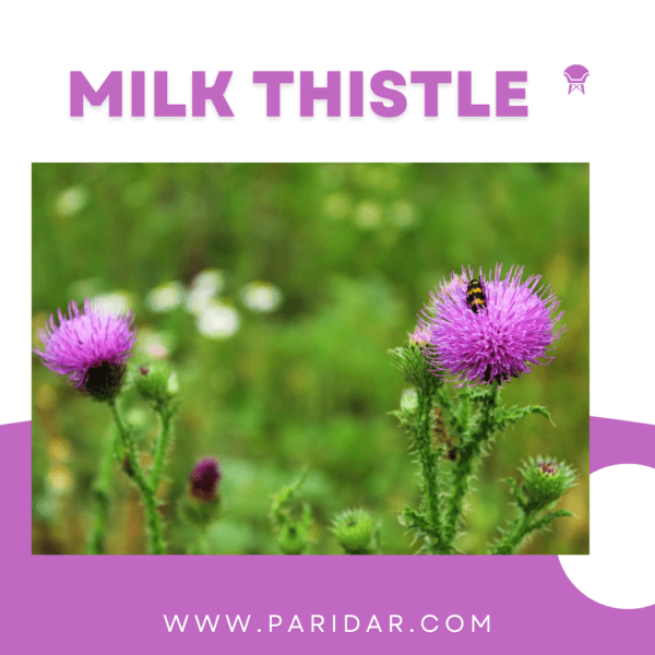 Milk thistle