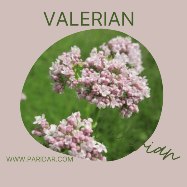 Valerian