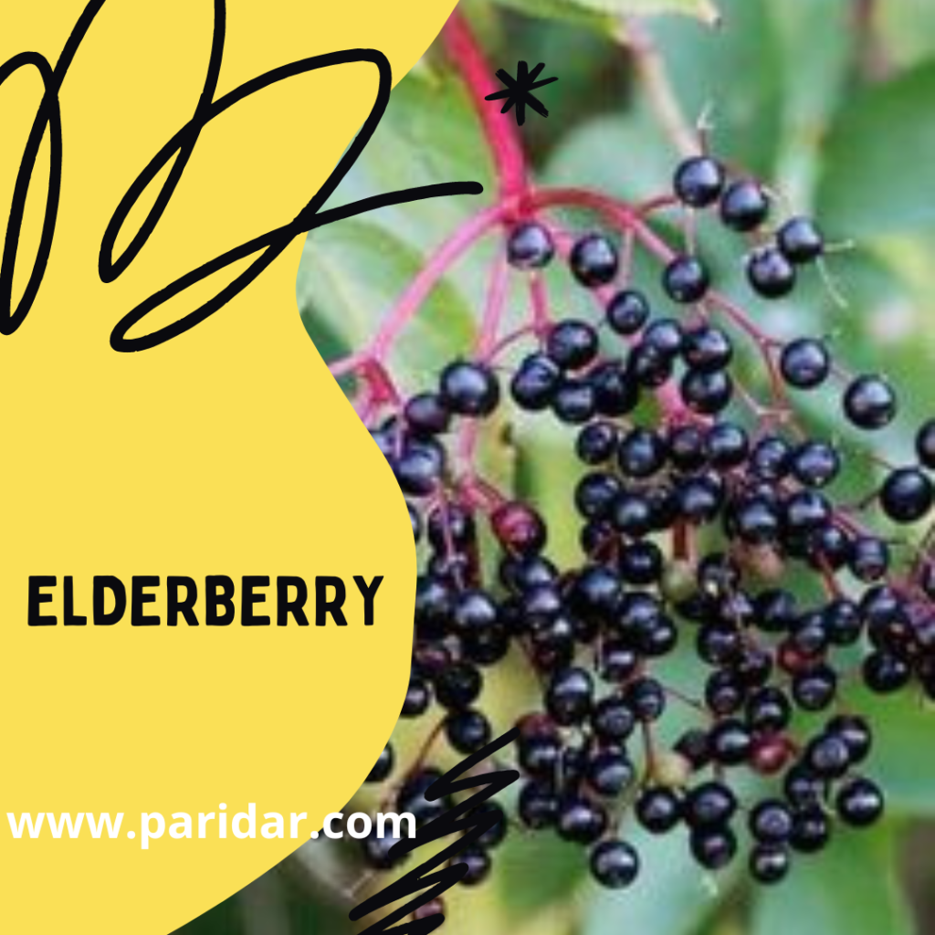 Elderberry