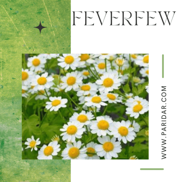 Feverfew