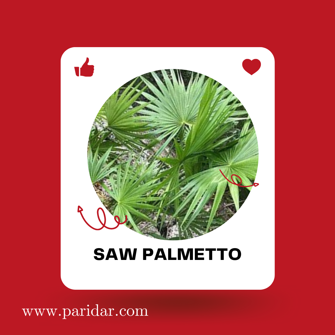 Saw palmetto