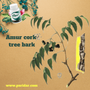 Amur cork tree bark